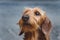 Head of a smart dachshund dog close up on blurred background in black and white