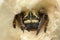 Head of Social Spider in its home - Stegodyphus sp, Eresida