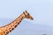 The head of a Somalia giraffe in close-up