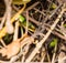 Head of South-eastern Green Snake (Philothamnus hoplogaster) Kenya East Africa