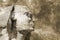 Head Sphinx egyptian aquarelle grunge background