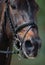 Head of sport horse in pelham bridle with flash noseband.