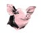 Head of spotted pig sketch vector