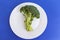 The head and stalk of broccoli on a clear white plane in the middle of the shot on a blue background