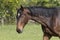 A head of stallion horses, at a sunny day. Dressage horse stallions in a meadow. Breeding horses