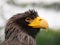 Head of Stellers sea eagle - Haliaeetus pelagicus
