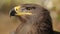 Head Of A Steppe Eagle