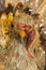 Head of straw decorative Thanksgiving turkey with sparkly glitter and bokeh blurred tail