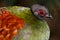 Head with a striking red eye ring of a female crested partridge in profile view