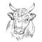 Head of strong bull hand drawing illustration