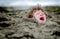 Head Stuck in the Sand, Sometimes an Idiom