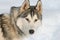 Head study of a pure bred siberian husky sled dog