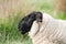 Head of Suffolk sheep