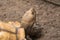 Head of Sulcata tortoise the African largest tortoise by close up lens