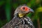 Head of a surprised looking yellow-necked francolin or spurfowl in side view