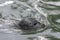 Head of a swimming sea lion Otariinae Otariidae