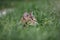 Head of tabby gray adult domestic cat sitting in green grass