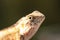 Head of Thai brown and orange chameleon lizard blur on background. Body is covered with ridged scales.