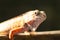 Head of Thai brown and orange chameleon lizard (Calotes versicolor) blur on background