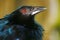 Head of a trumpet manucode with shimmering plumage and a red eye iris in profile view in front of a blurry yellow-green background