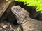 Head of Tuatara native new zealand reptile