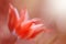 Head tulip blurred focus color living coral in the sunlight. Art beautiful spring background. Fashionable color 2019