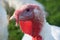 Head of a turkey hen