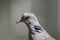 Head of turtle dove in profile with copy space