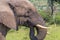 Head Tusks Ears and Trunk of Elephant Drinking Water