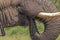 Head Tusks Ears and Trunk of Elephant Drinking Water