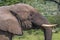 Head Tusks Ears and Trunk of Elephant Drinking Water