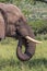 Head Tusks Ears and Trunk of Elephant Drinking Water