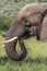 Head Tusks Ears and Trunk of Elephant Drinking Water
