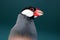 Head of a twittering java sparrow in front of a dark bluish gray background