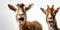 The head of two young goats with an open mouth and a surprised look. highlighted on a white background. Generated by AI