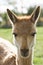 Head of Vicuna in backlight