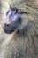 Head view of Anubus baboon in Tarangire National Park, Tanzania