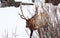 Head on View - Bull Elk in the Deep Snows of Yellowstone
