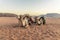 A head on view of camels in the early morning light at sunrise in the desert landscape in Wadi Rum, Jordan
