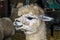 A head view of a cute honey brown Alpaca in a pen near Melton Mowbray