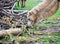 Head view of a feeding camel on a cluster of branches, also known as Two-Tailed or Bactrian Camel