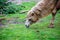 Head view of a feeding camouflage animal, also known as Two-Tailed or Bactrian Camel