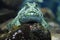 Head on view of froglike Cabezon scaleless fish resting on rock