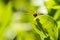 Head on View:Male Calico Pennant Dragonfly on Leaf with Shadow