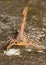 Head-on view of a Striped Bark Scorpion with his stinger above his back