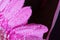 Head of violet gerbera flower 8