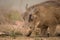Head of warthog kneeling to find food