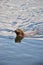 Head of a wet dog swimming in deep water in evening sunlight with a stick in its mouth