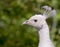 Head of white albino peacock with blue eyes with green foliage