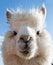 Head of a white Alpaca